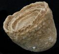 Flower-Like Sandstone Concretion - Pseudo Stromatolite #34206-1